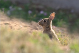 <p>KRÁLÍK DIVOKÝ (Oryctolagus cuniculus) - Mladá Boleslav ---- /European rabbit - Wildkaninchen/</p>